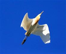 張德謙牧師鳥.jpg